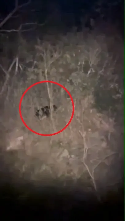 2日晚上在仁爱乡南丰村眉溪部落出没的黑熊，附近为茶园， 距离350公尺处则有露营区。林保署提供