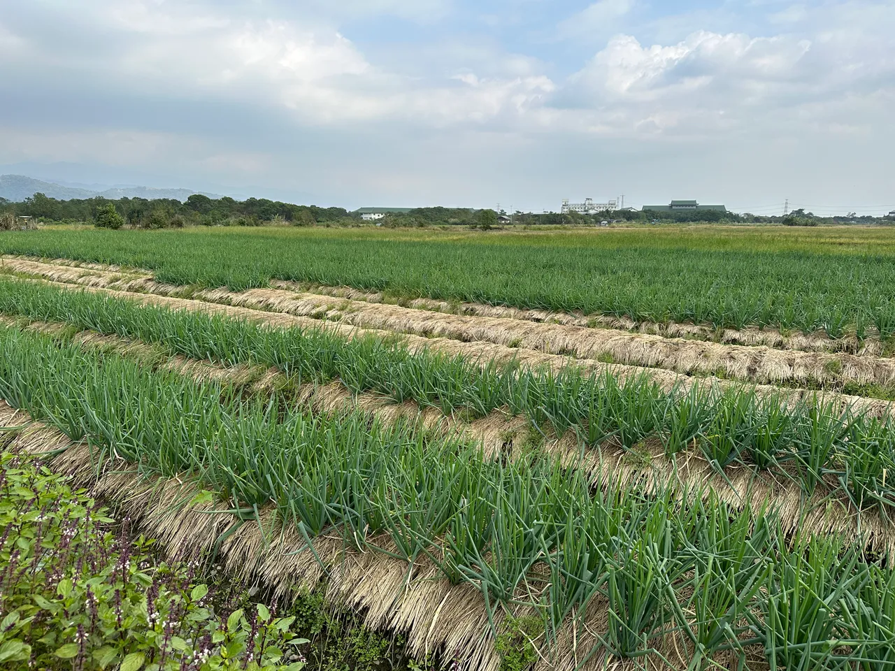 葱变便宜又好吃！营养师揭秋冬必吃　「健康绿色小兵」