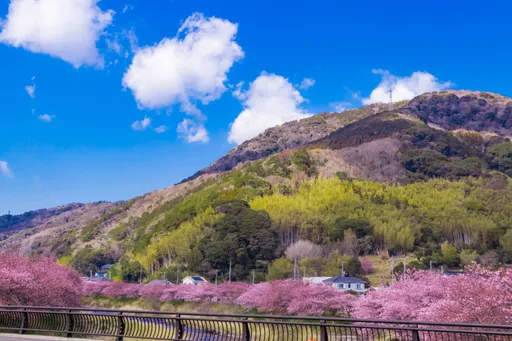出國賞花熱潮爆發！雄獅花季旅遊3年飆4倍