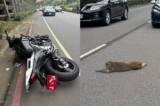 红牌重机深坑跑山突撞上「一道黑影」　骑士惨摔骨折送医！竟是猕猴惹祸