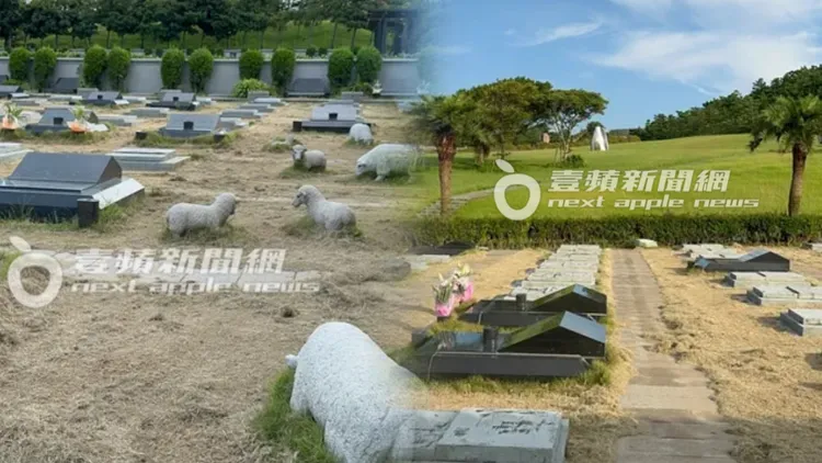 大S墓園背山面海，草地上有小羊群陪伴，環境清幽。特勤中心攝