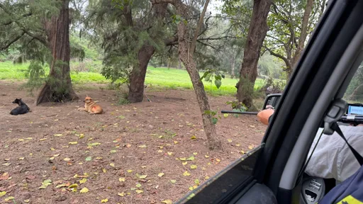 独家｜北市「北姨南姐」流浪犬扰民伤人　金管会主委彭金隆也曾被咬伤