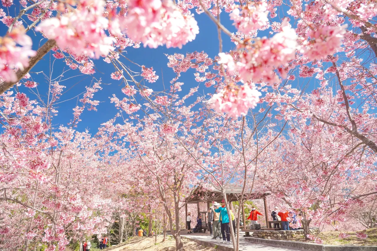 雄狮估春节赏樱销售率破6成　3大优势保证入园、不塞车赏樱玩法