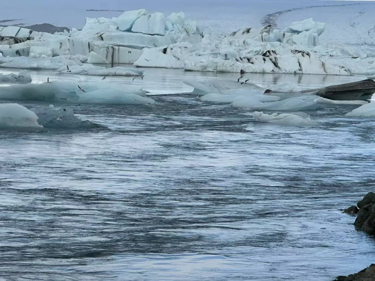 大雪来了　5生肖数钱数到笑