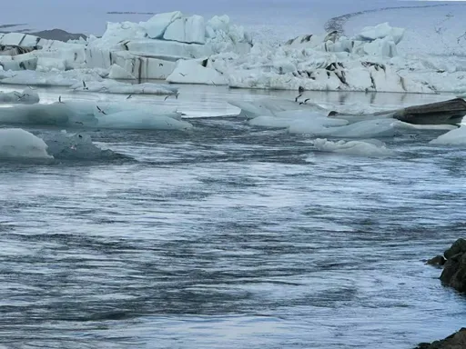 大雪來了　5生肖數錢數到笑