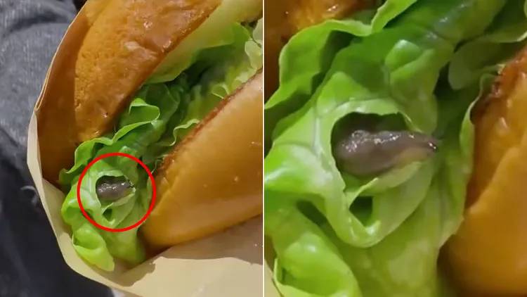 一名女上班族要食用漢堡時發現生菜裡竟有活的蛞蝓蠕動。翻攝自《向陽視頻》