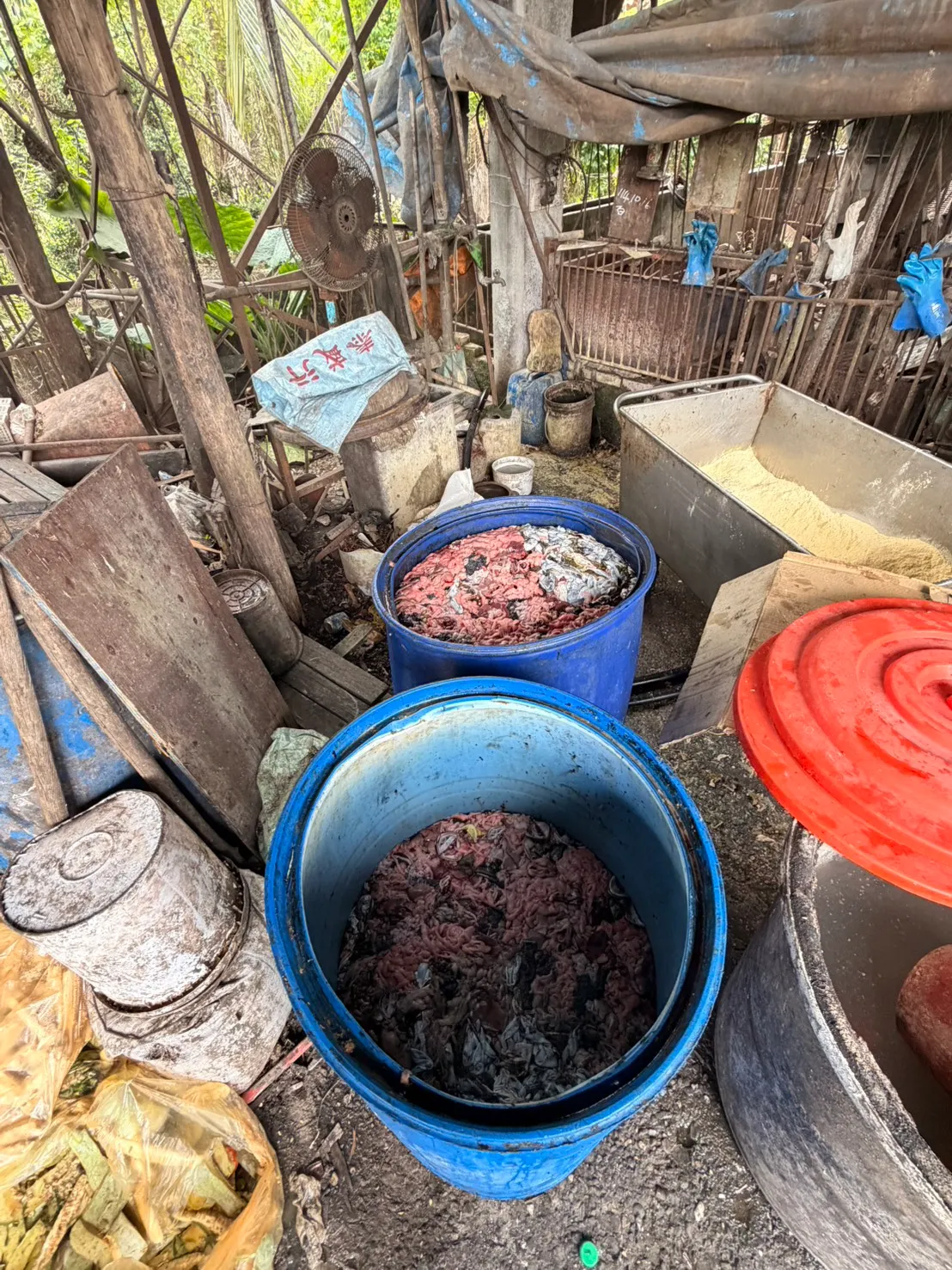 屏东县政府查获养猪场违规喂养猪只厨余，重罚80万元。翻摄画面