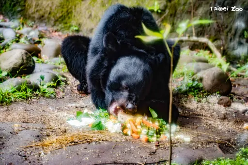 生日大秀觅食本能！黑熊「黑糖」熊掌拨蛋糕