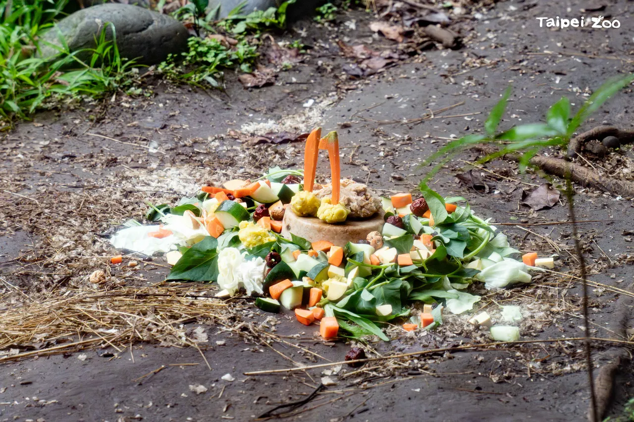 蛋糕内容以植物性食材为主，符合其杂食性饮食特性。。台北市立动物园提供