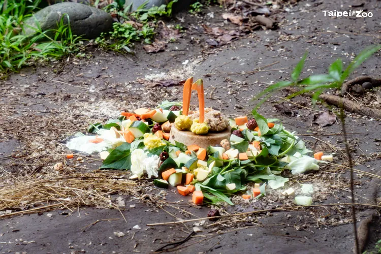 蛋糕內容以植物性食材為主，符合其雜食性飲食特性。。台北市立動物園提供