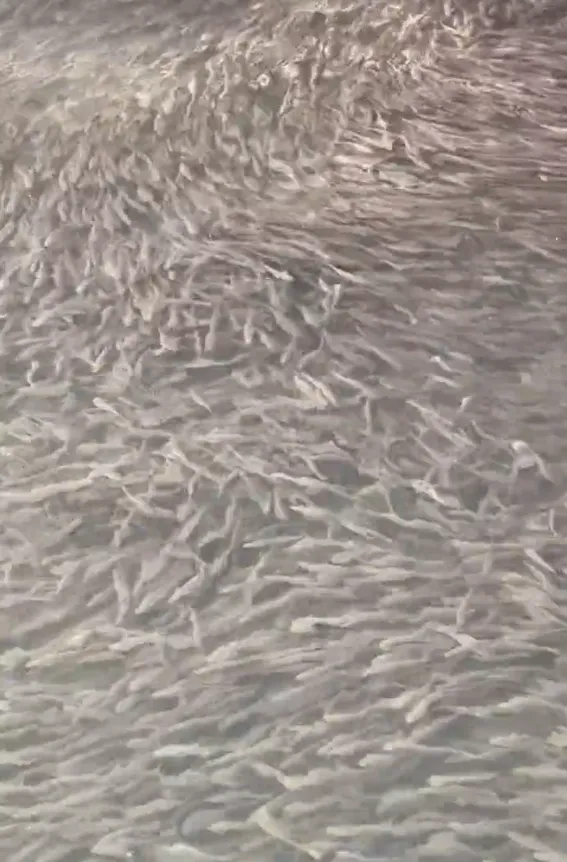 道頓堀川出現大量魚群吸引路人圍觀。翻攝自X @ganbareore114