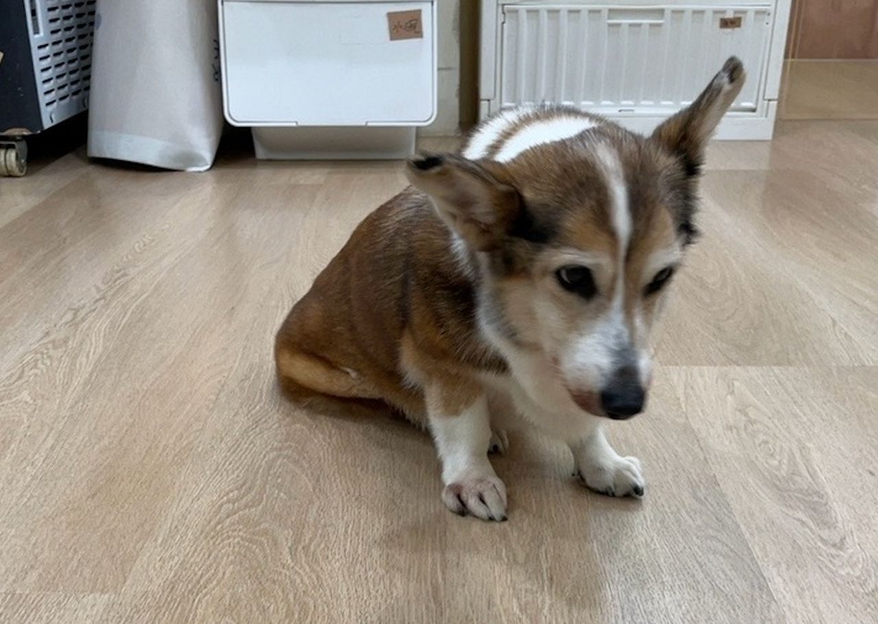 茶聚「虐狗加盟主」再爆黑歷史!欠薪3200元不給 勞工局將調查