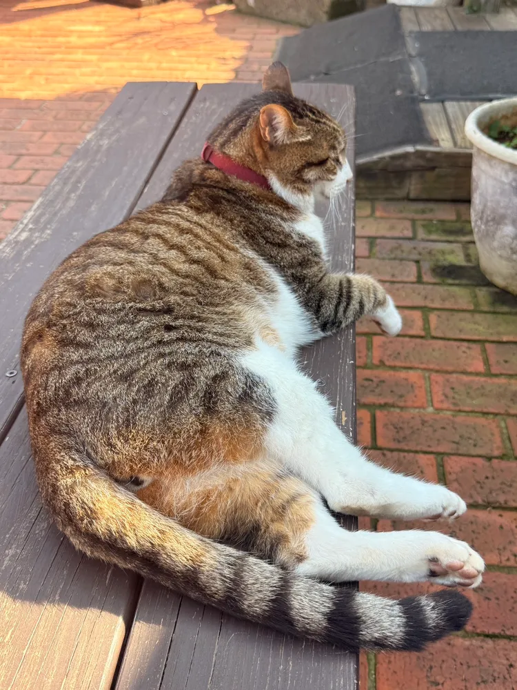 八方園店貓小虎平常最喜歡吃蝦子。陳揚盛攝