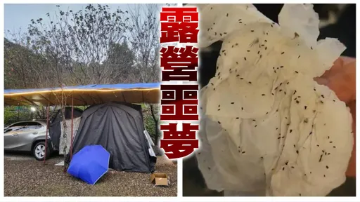 独家｜露营遇「虫虫大军」！密密麻麻狂咬小腿　营主竟要求好评