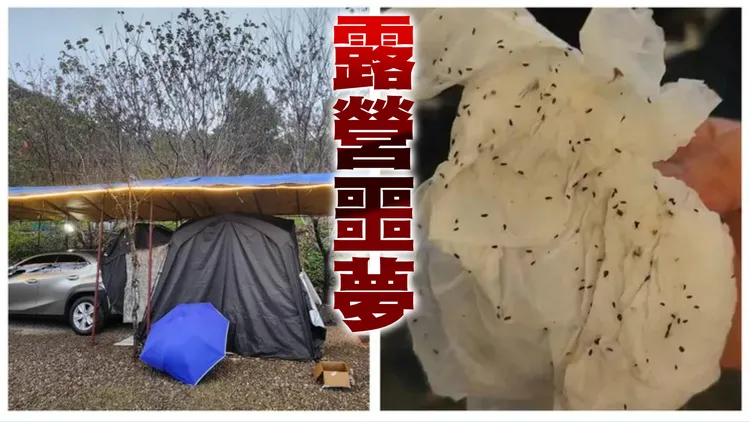 独家｜露营遇「虫虫大军」！密密麻麻狂咬小腿　营主竟要求好评
