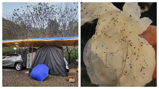 独家｜露营遇虫虫大军！「地垫密密麻麻」狂咬小腿　营主竟要求好评