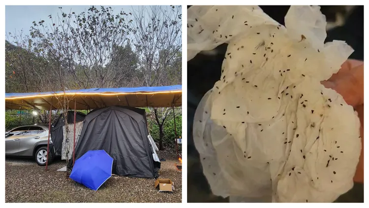 一对夫妻分享露营噩梦，见到地垫铺满虫尸，还被虫子咬到痛痒难当。Instagram网友「@tina.n.benson」授权提供