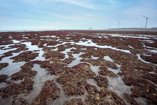 中油「三接」工程疑浮报百亿！前董座遭调查　台湾世曦说话了