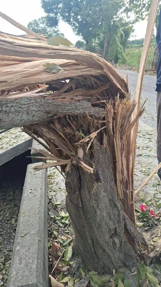 1棵路樹被榴彈擊中，樹幹炸裂。翻攝「彰化縣媒體記者協會」臉書