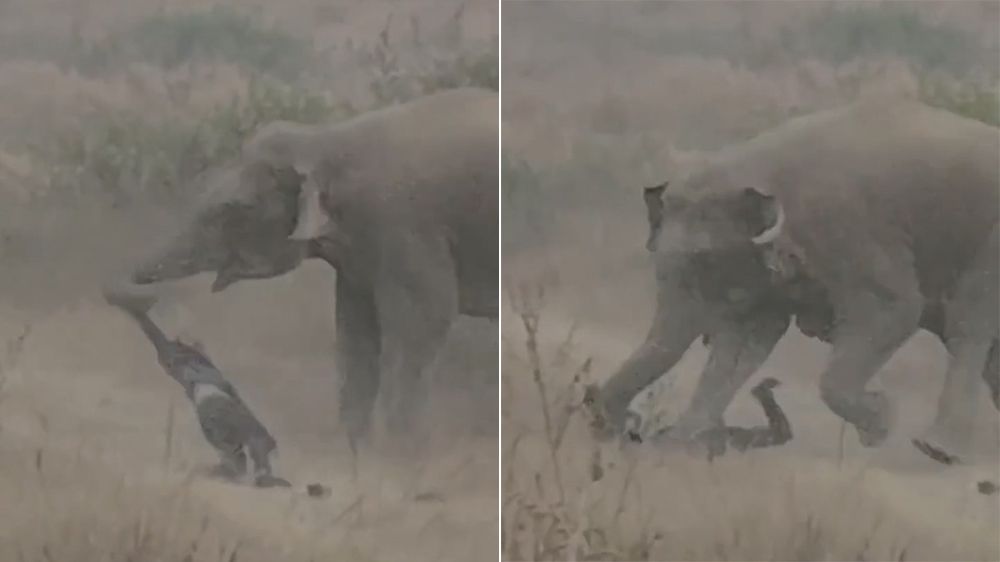 野生象群24小時內「連殺5人類」 蹂躪踐踏村民驚悚影片曝光