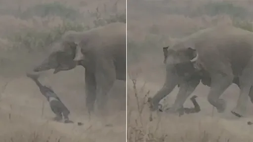 野生象群24小时内「连杀5人类」　蹂躏践踏村民惊悚影片曝光