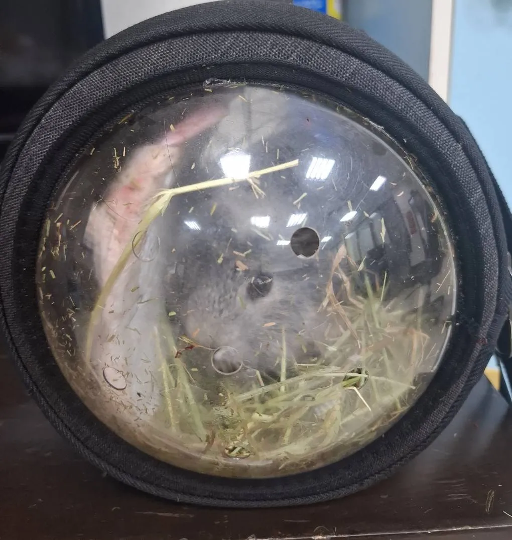 詹男以歸還寵物鼠為由殺害詹女，籠子上還沾有血跡。資料照