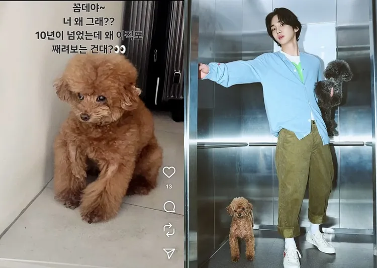 「打針阿姨」李女曾在IG上傳KEY的愛犬Comme Des照片（左圖），提到雙方至少認識10年。翻攝打針阿姨、KEY IG