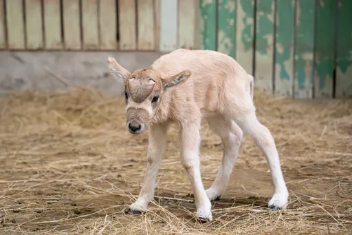 圣诞前夕报喜！北市动物园「弓角羚羊宝宝」亮相　祖孙互动超疗愈