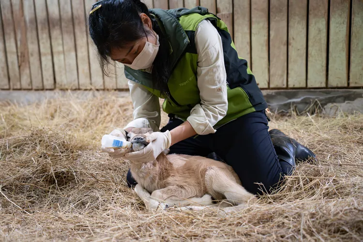 剛出生的弓角羚羊寶寶模樣可愛。台北市立動物園提供