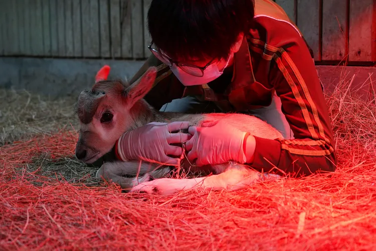 由於羚羊媽媽初產未展現育幼行為，園方啟動人工哺育機制。台北市立動物園提供