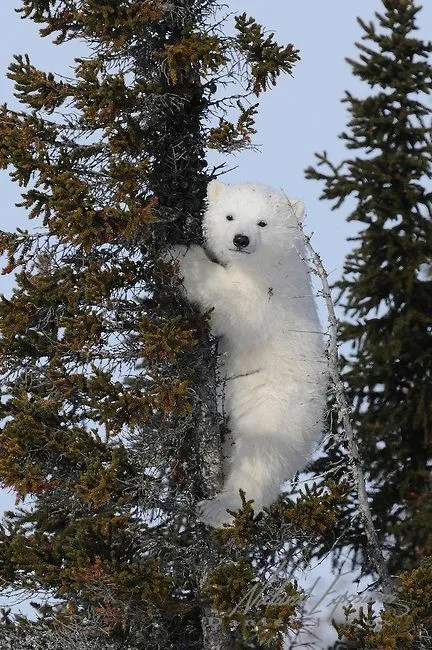 北极熊妈妈身边多只幼熊　原来是罕见「收养孤儿」