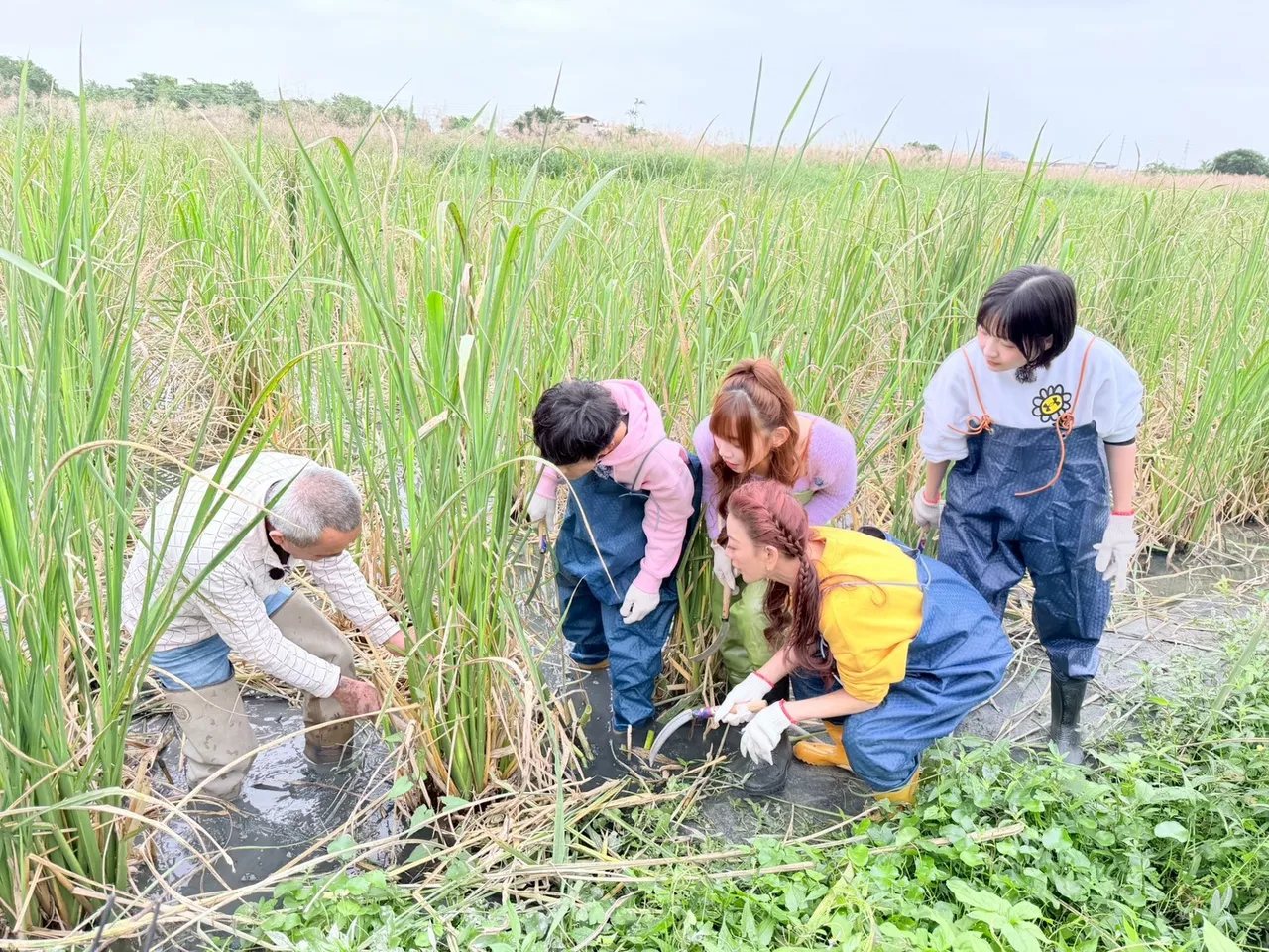 艺人们在田里寻找「可以吸珍珠的空心菜」。民视提供