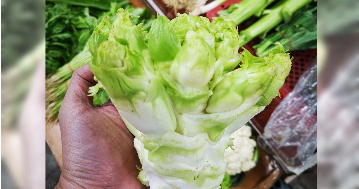別再買錯了!市場菜王現身 菜販教你4招挑「胖到沒脖子」娃娃菜