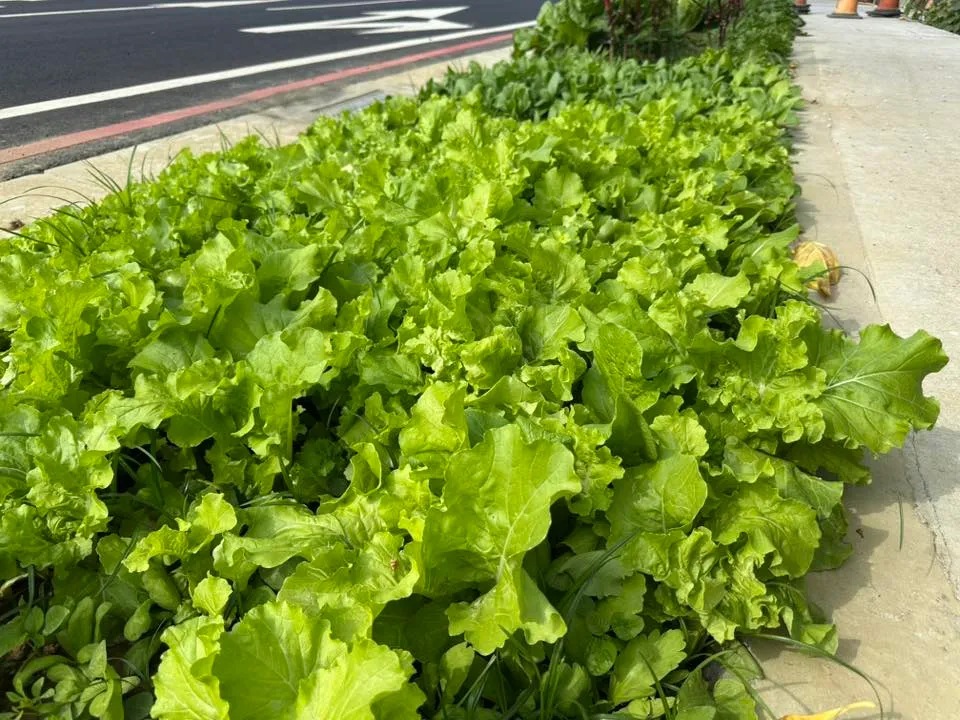 不少民众都乐观其成，认为街道常有没维护的绿带，不如开放给民众认养维护。翻摄自台南式脸书