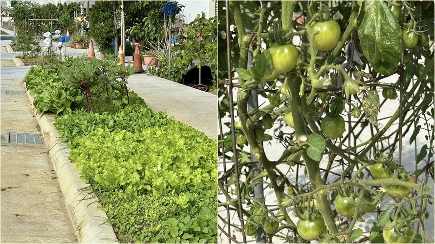 台南人行道綠帶驚見各種蔬果生長 民眾籲修法讓「開心農場」延續