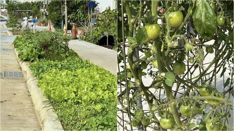 台南一处人行道绿带被民众种满蔬果，就让民众担心曝光后会遭到相关单位移除。翻摄自台南式脸书