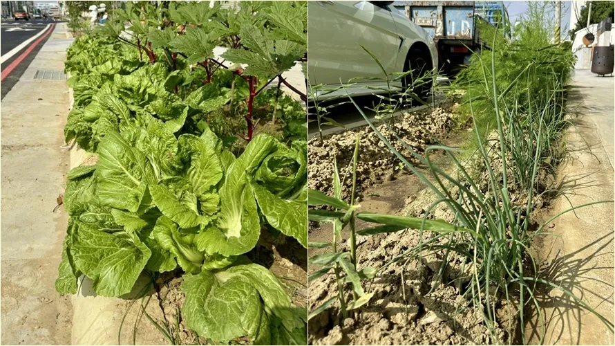 各种蔬菜都在这条人行道旁绿带生长。翻摄自台南式脸书