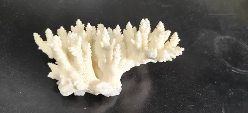 再生医学材料救星！中山大学发现罕见耐热珊瑚可做高阶骨材