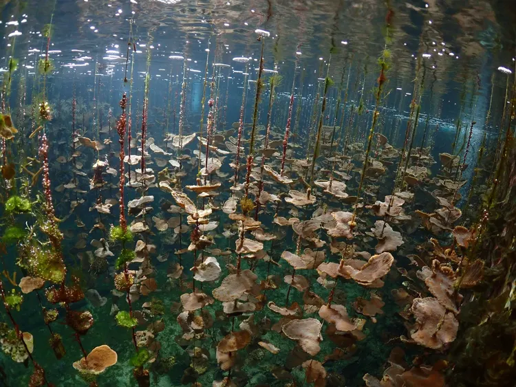 海生館養殖的鹿角珊瑚。海生館提供