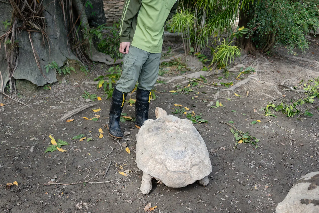 象龟遭同伴硬拱翻覆，保育员进场协助「翻车救援」。台北市立动物园提供
