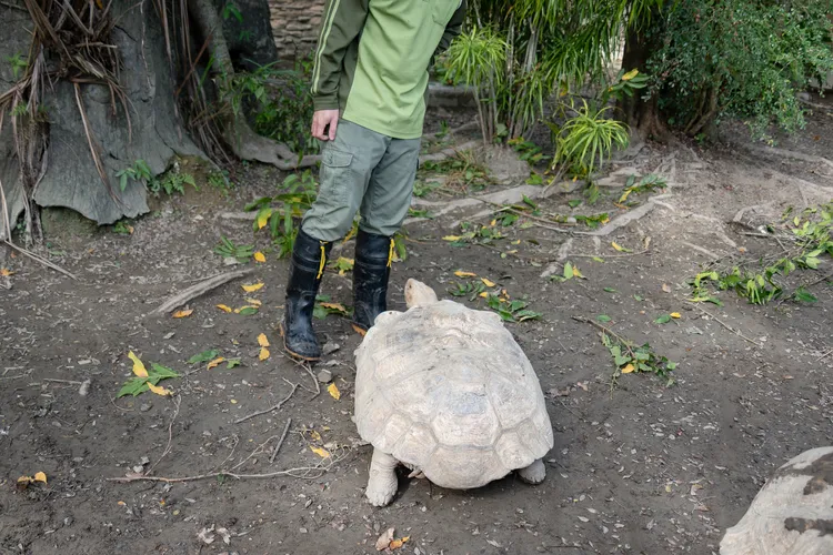象龜遭同伴硬拱翻覆，保育員進場協助「翻車救援」。台北市立動物園提供