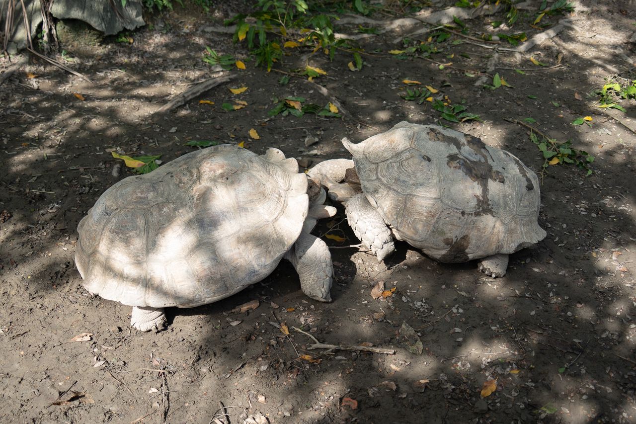 遊客笑瘋!象龜打架打到追飼養員 動物園揭背後「暖化錯覺」