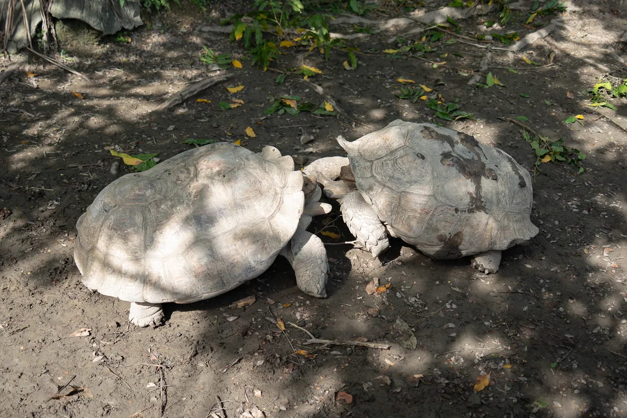 游客笑疯！象龟打架打到追饲养员　动物园揭背后「暖化错觉」