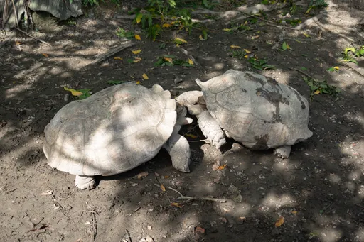 游客笑疯！象龟打架打到追饲养员　动物园揭背后「暖化错觉」