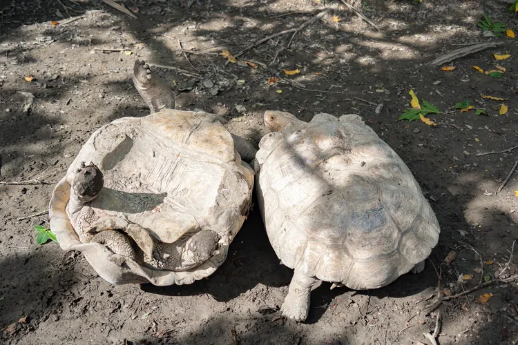 象龜爭地盤爆衝突。台北市立動物園提供