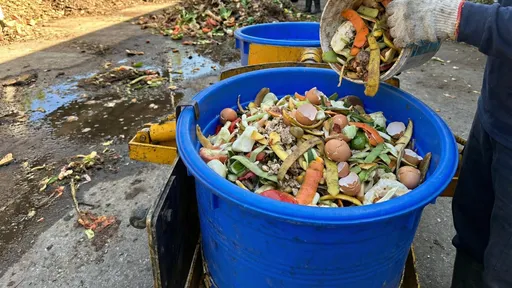 明年全面禁厨余养猪　北市清运回收将不再分类