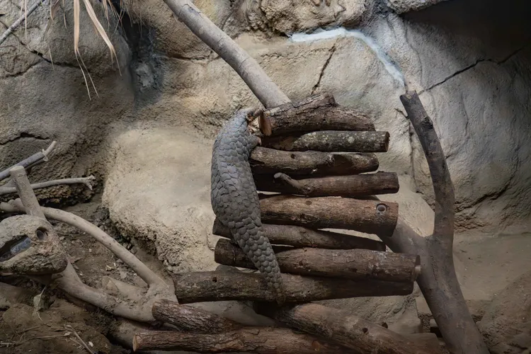 穿山甲在巨型藏食聖誕樹上攀爬找尋食物。台北市立動物園提供
