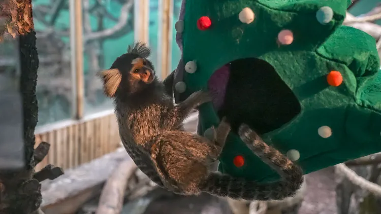 普通狨在可愛的聖誕樹造型小窩裡鑽進鑽出。台北市立動物園提供
