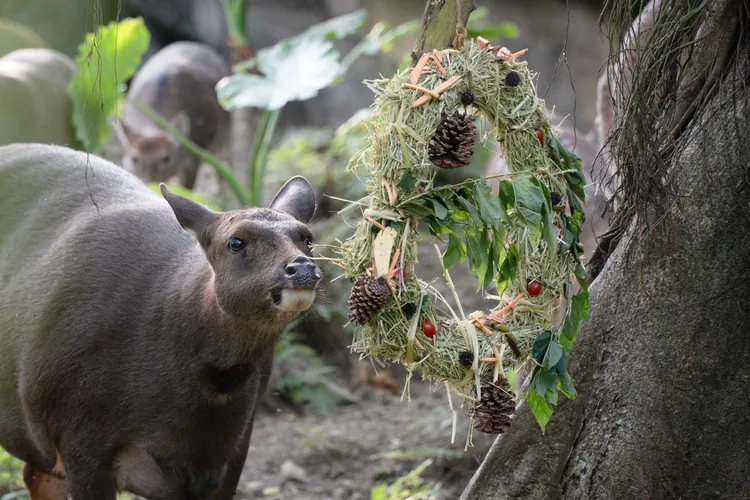 梅花鹿和水鹿享用精緻的乾草蔬果花圈。台北市立動物園提供