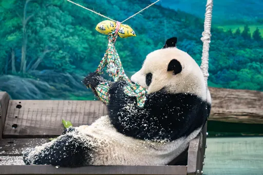 大猫熊揽牢牢圣诞花圈！北市动物园开趴过节　超萌画面曝光